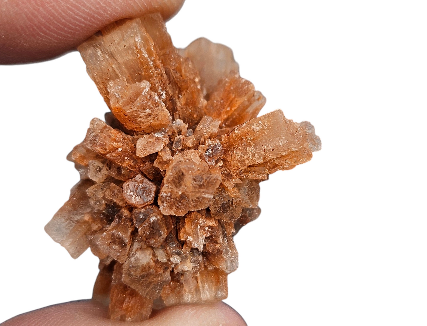 Aragonite Star Clusters